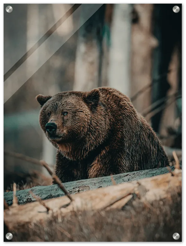 Bear in the Forest - Print