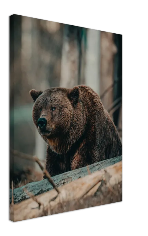 Bear in the Forest - Print
