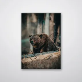 Bear in the Forest - Print
