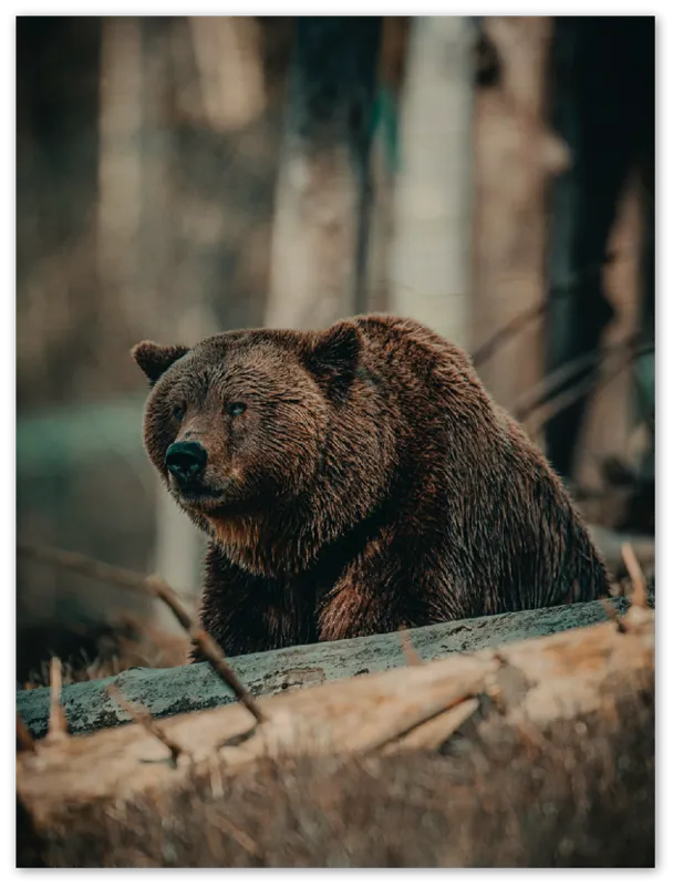 Bear in the Forest - Print