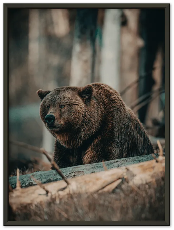 Bear in the Forest - Print
