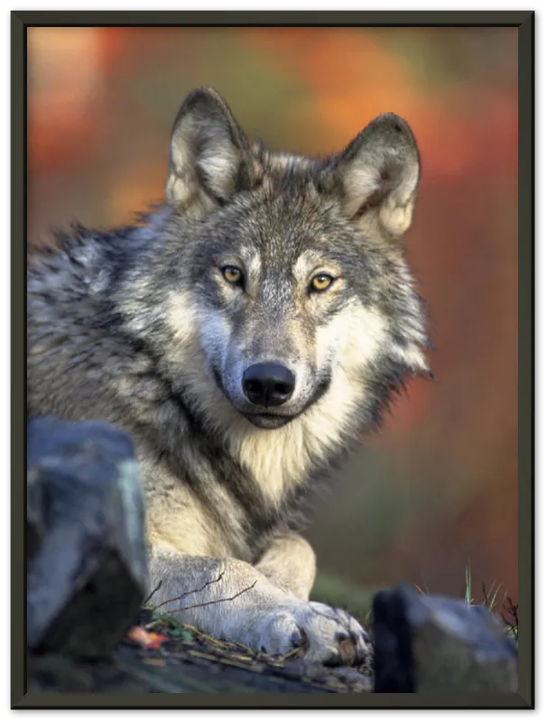 Wolf - Print