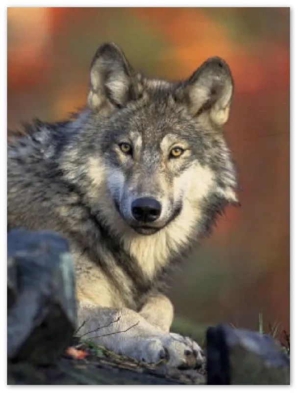 Wolf - Print