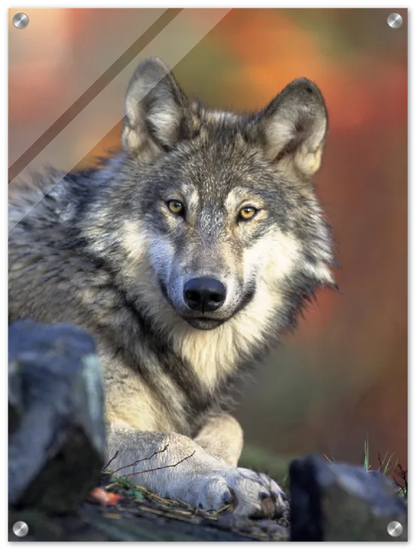 Wolf - Print